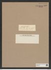 Pyxidicula naegelii Ktz. (de-Toni-Nr.: Genus 188, Species 4668) Zeichnungen Sammlung Grunow Nr. 8326 (NHMW-BOT-W0377725)